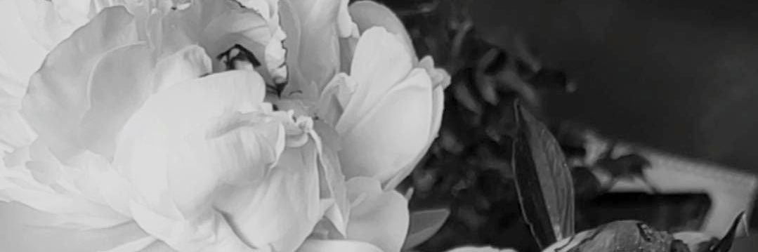 Chococoton's profile banner image