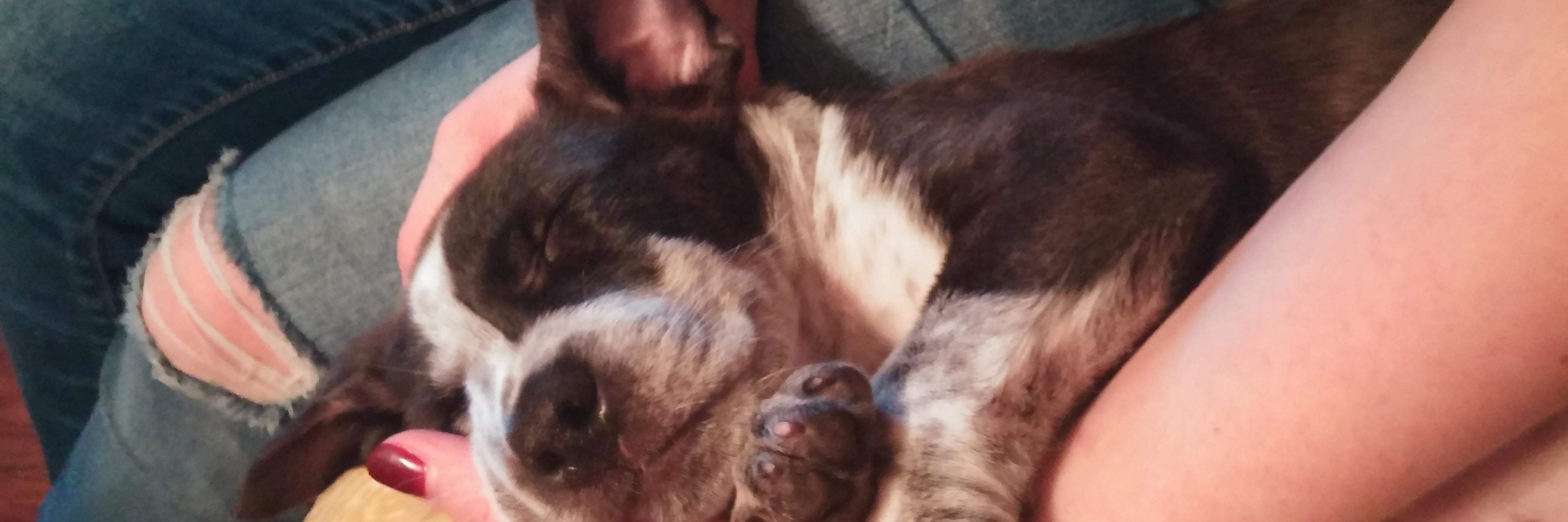 Ambscribby's profile banner image
