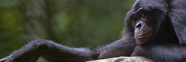 Bonobodotorg Profile Banner