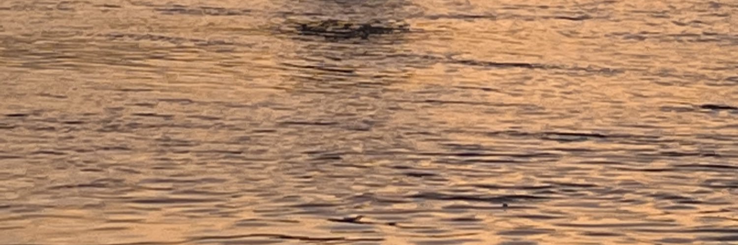 MarcVanDam's profile banner image