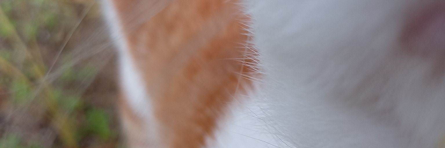 Ecah1996's profile banner image