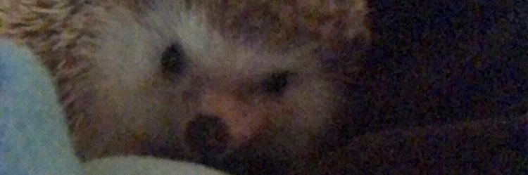 LilBitGinge's profile banner image