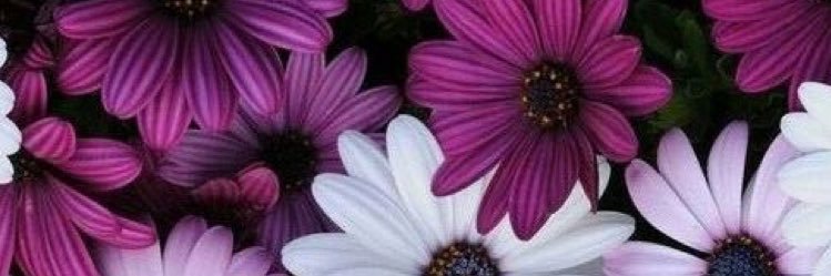 cristinafulla's profile banner image