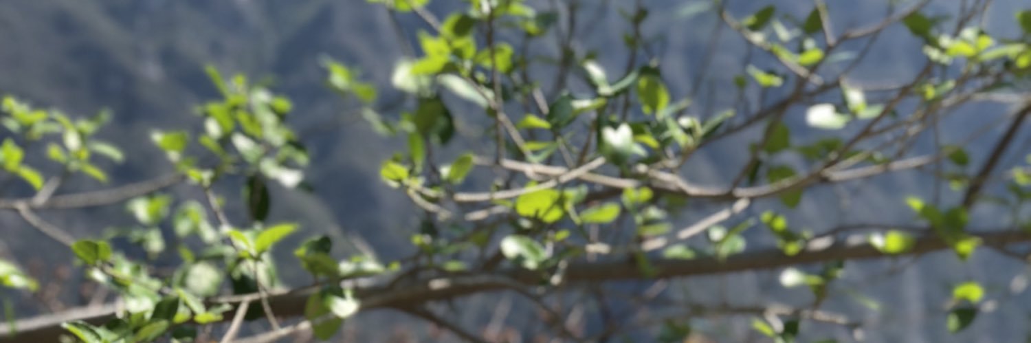 Miguelito_Apple's profile banner image