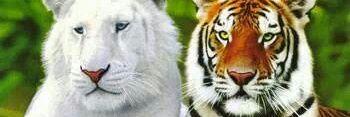 naceresssetif's profile banner image