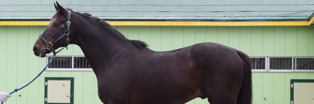 クワイトファイン（トウカイテイオー後継種牡馬）プロジェクト's banner