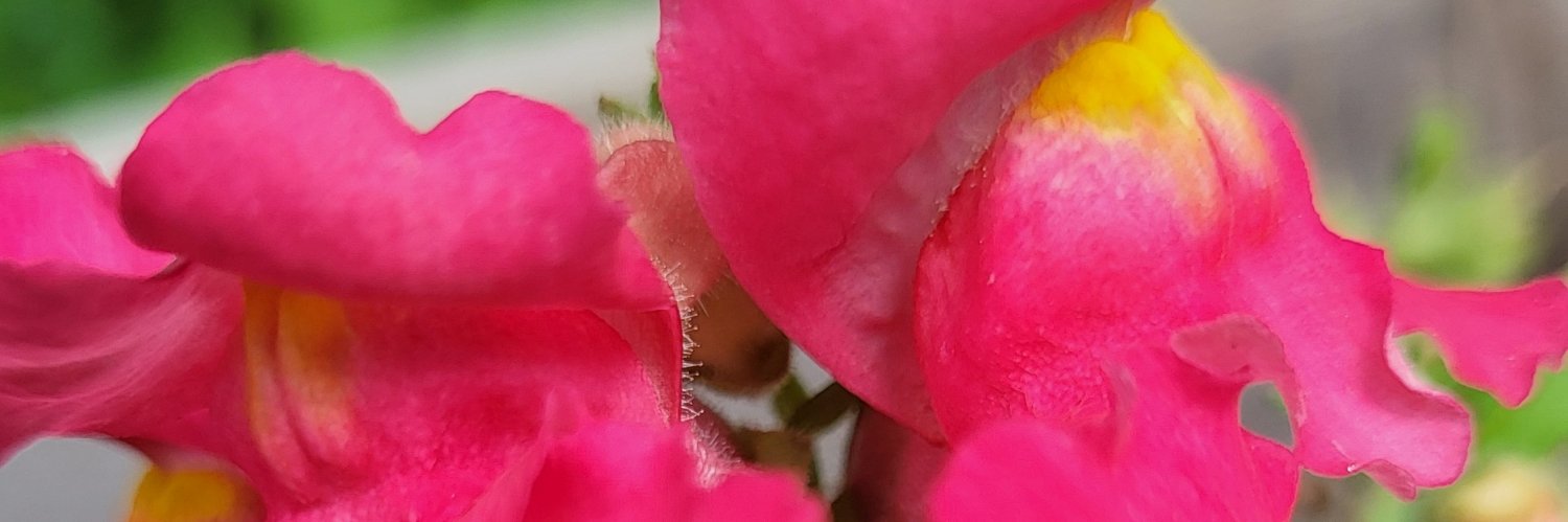 thiswildflowr's profile banner image