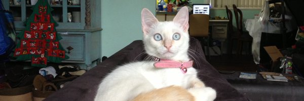 4Cate Profile Banner