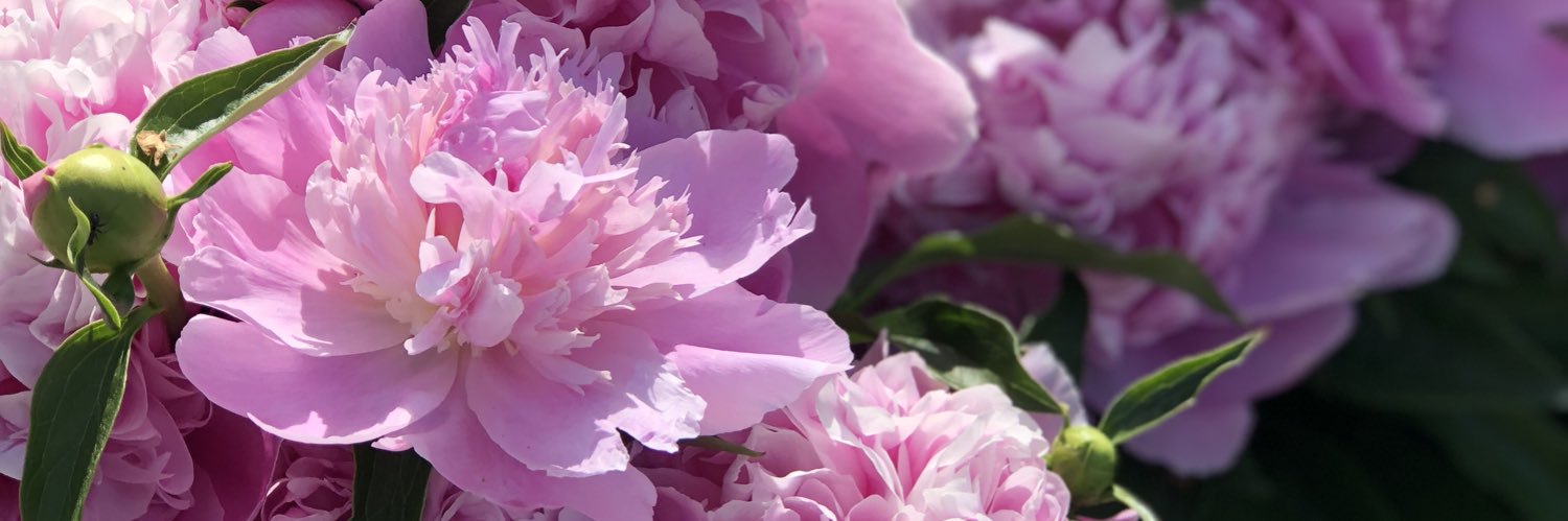 Hailey Russell banner