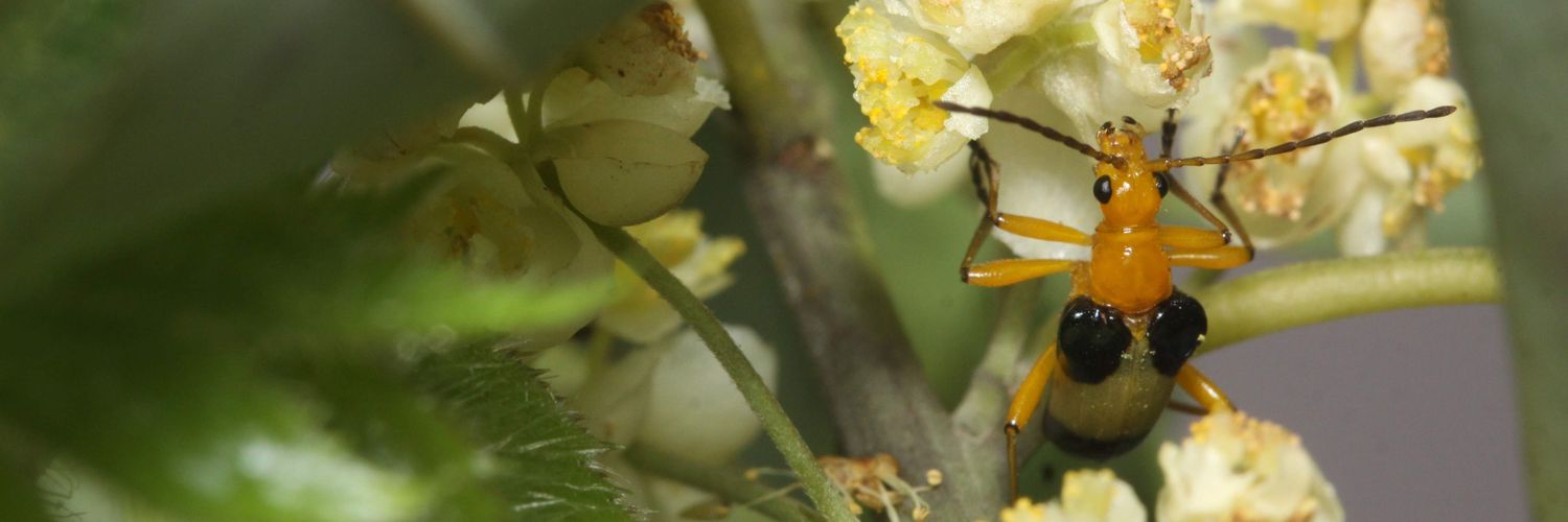 Zyinsecta's profile banner image