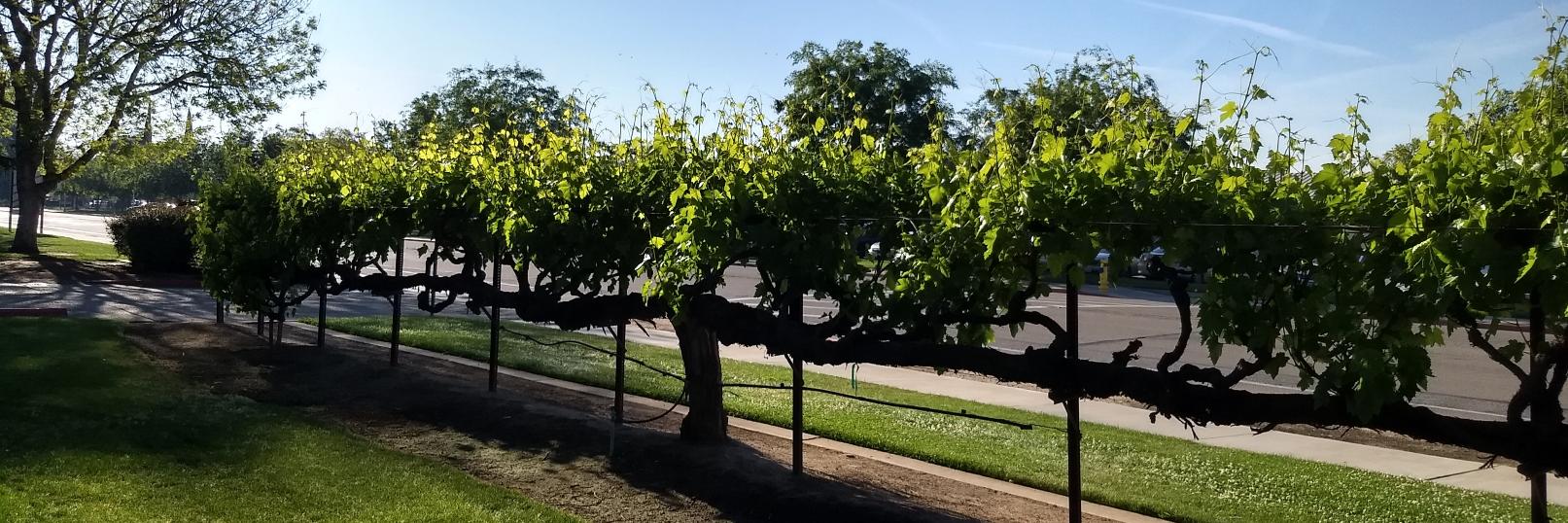 vinefiction's profile banner image