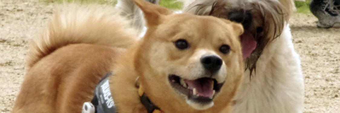 T's banner