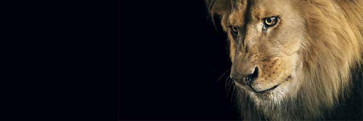 amagrini's profile banner image