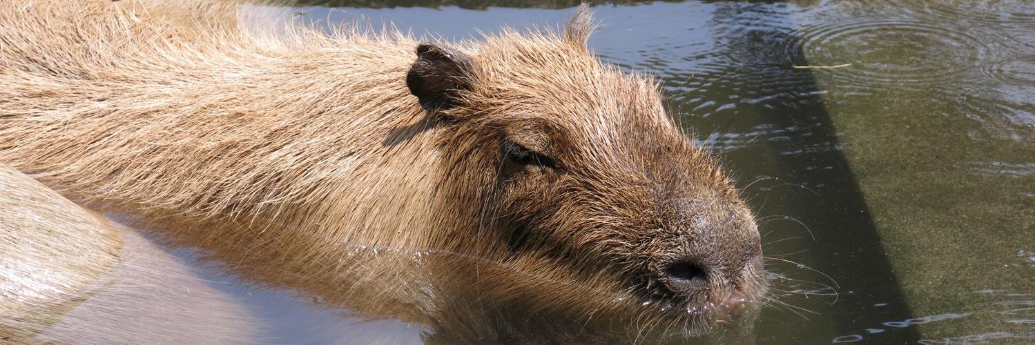 Capybarist's profile banner image