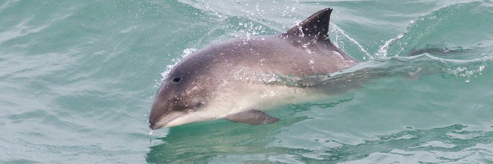 Alex Carlisle banner