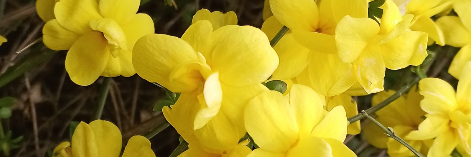 haniaabbasi's profile banner image