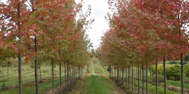 RockwoodForest's profile banner image