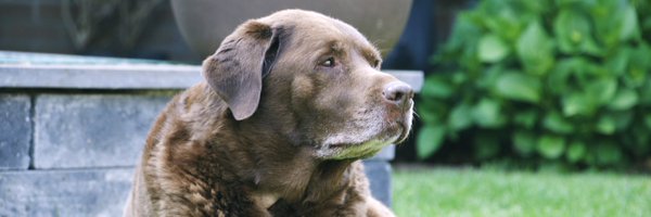 totheleonie Profile Banner
