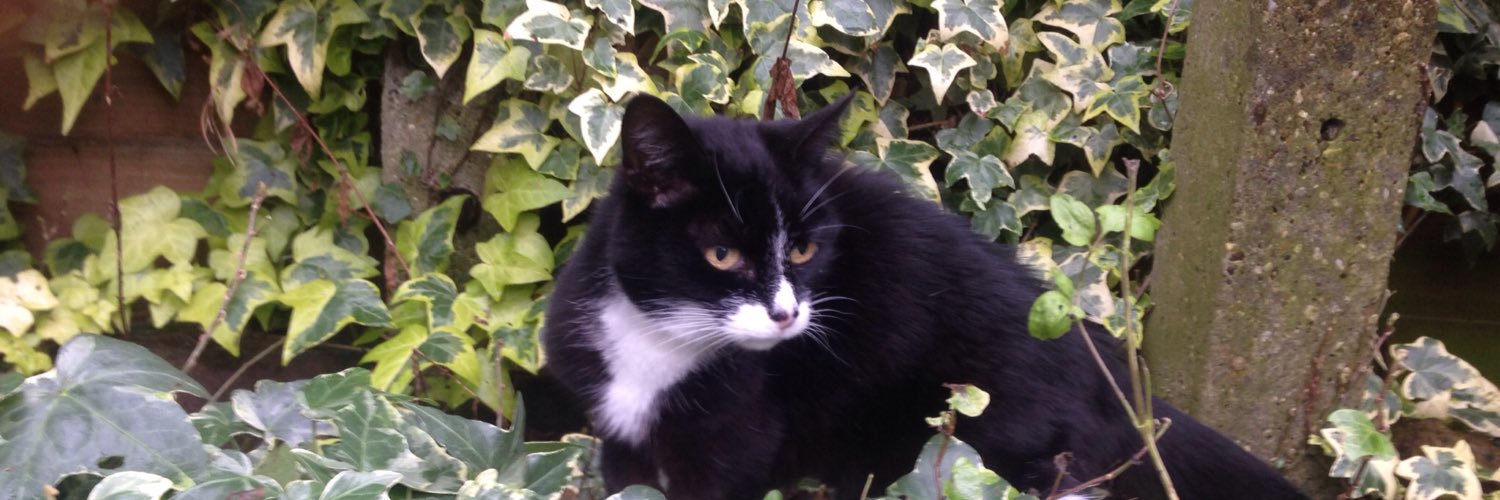 Judith Sixsmith banner