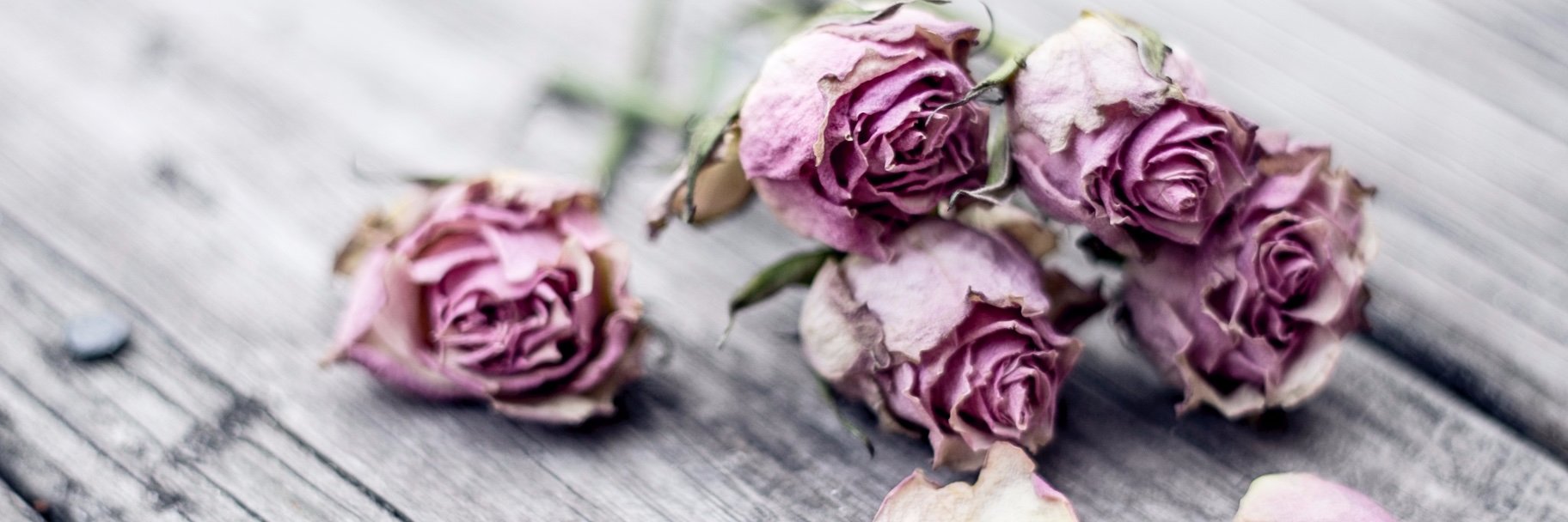 dawncoppens's profile banner image