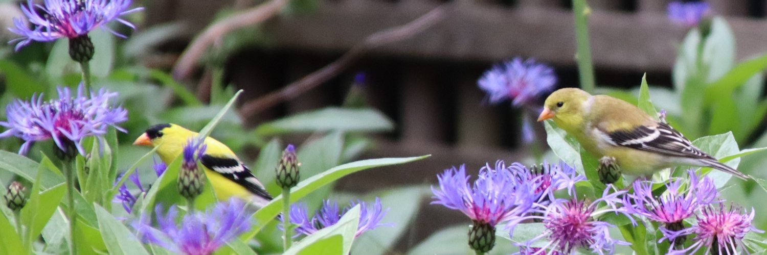 tceditor's profile banner image