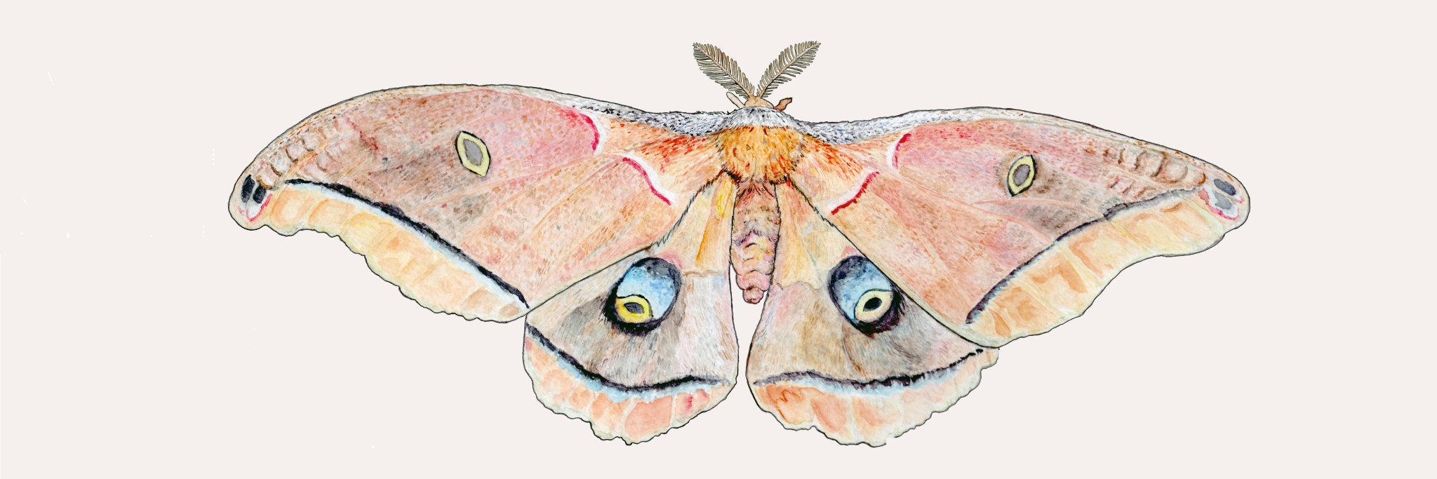 diurnal moth fan banner