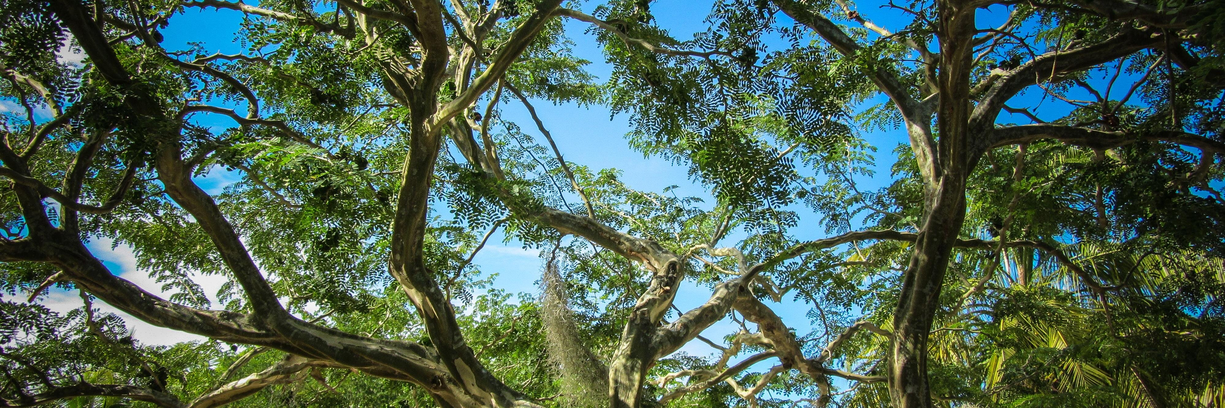 MyImageLibrary's profile banner image