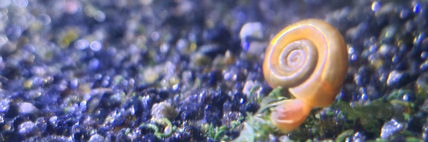 Ronaldo C Augusto banner