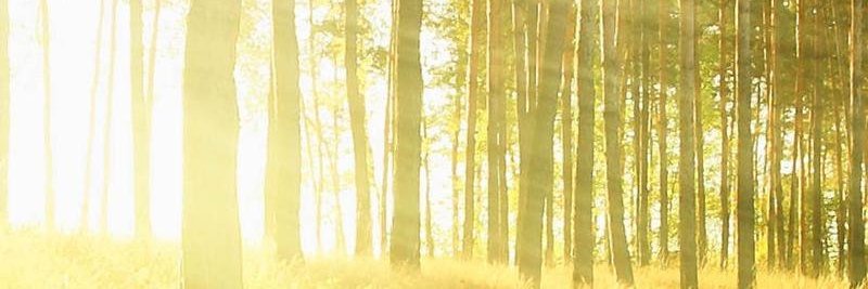 Ollevdboom's profile banner image