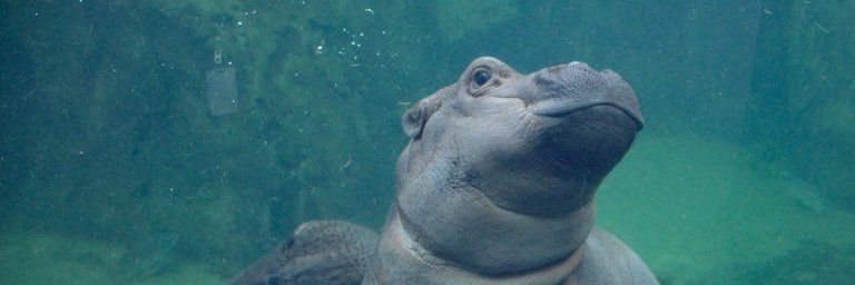 nancylfish's profile banner image