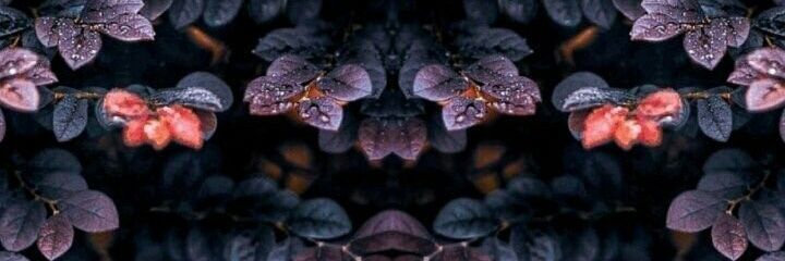 miEralaLa4's profile banner image