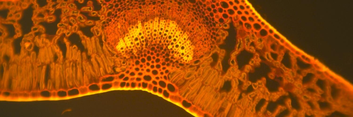 MicroscopeWorld's profile banner image