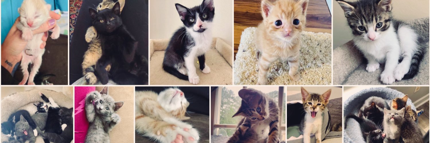 meowhousecat's profile banner image