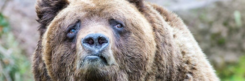 Mikal Joplin 💙 banner