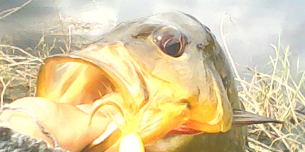 ragapescador's profile banner image