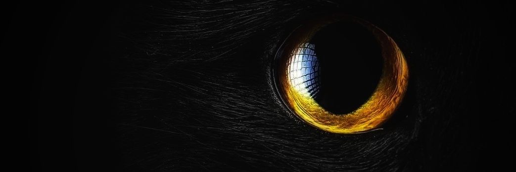 jeedyjoy's profile banner image