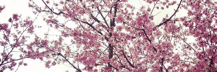 HashtagPink_'s profile banner image