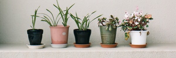 madsschlarbaum Profile Banner