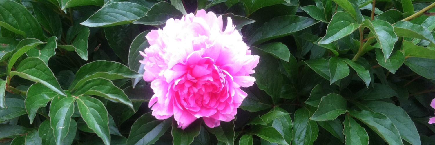joyfully365's profile banner image