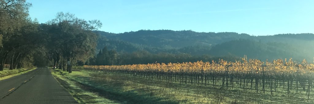 Emily BAMA BY FIDDY banner