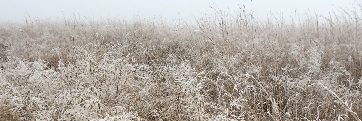 Merrell-Ann Phare banner