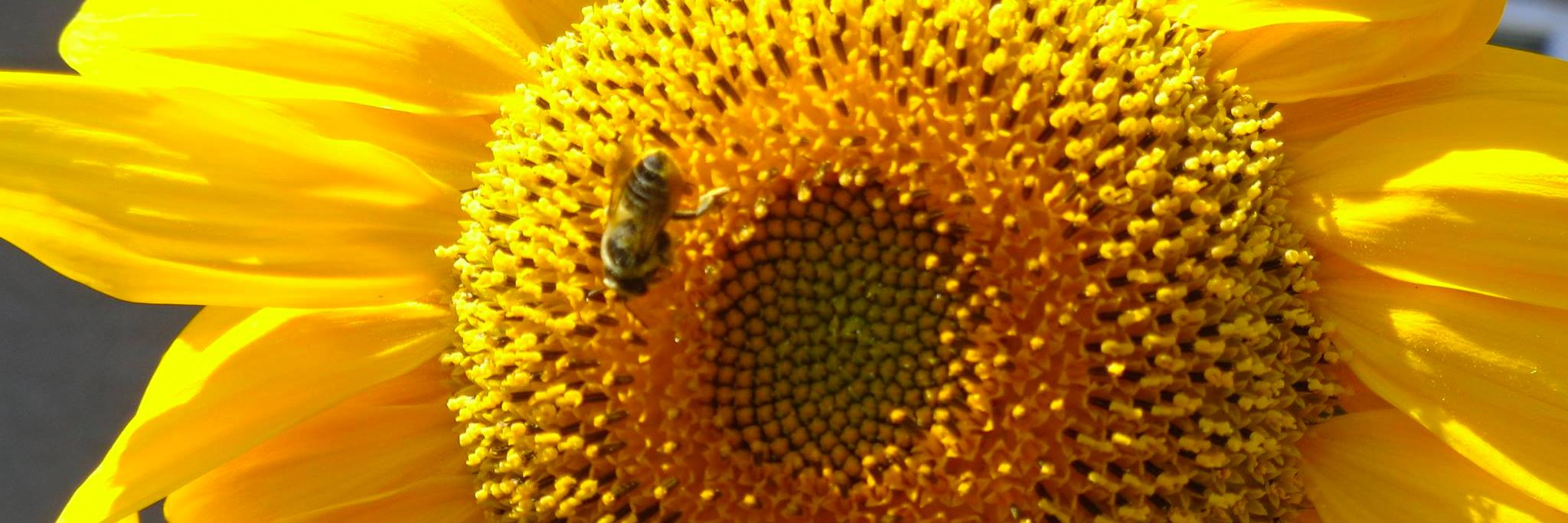 HastingsSunriseCFN banner