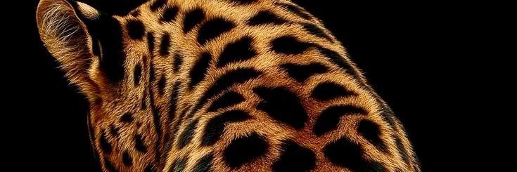 maylimaof_'s profile banner image