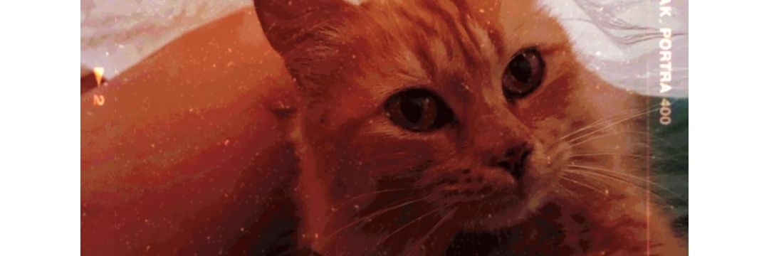 CamiBengochea's profile banner image