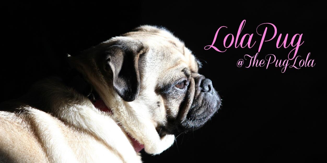 ThePugLola's profile banner image
