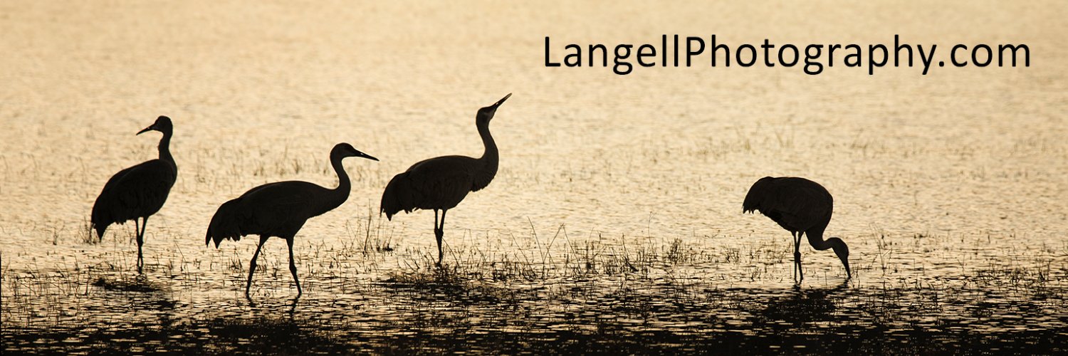 LangellPhoto's profile banner image