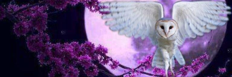 Violetmoon6's profile banner image