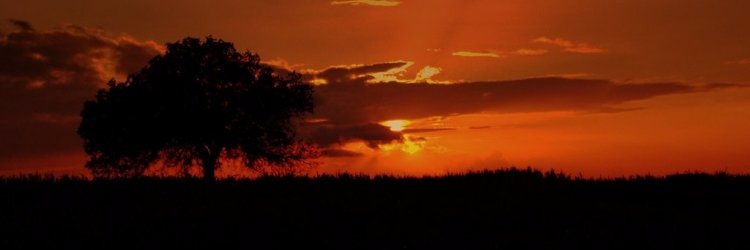 mary_lpf's profile banner image