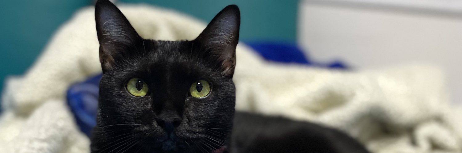 AngieMPlata's profile banner image