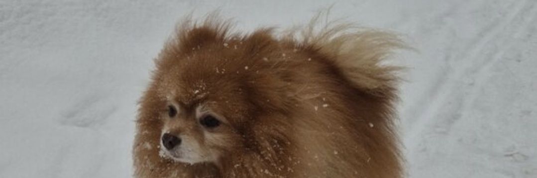 Joonatan Vuorela banner